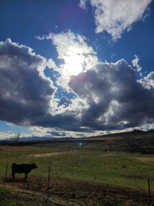 View of a farm pasture with blue sky in the background. There is a black cow on the green pasture in the foreground.